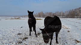 Freezing -15 cold winter in Russia and beautiful horses.