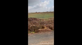 Lioness flips annoying male lion on to his back after he tries to mate with her