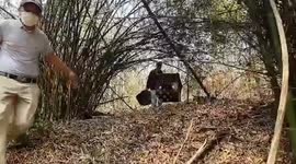 Locals collect sought-after 'wild honey elixir' believed to prolong lifespan from forest in Thailand