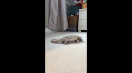 Titillated Bearded Dragon humps his favorite sock all over the room