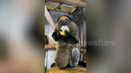 Incredibly adorable baby De Brazza's monkey cuddles with mother while eating corn