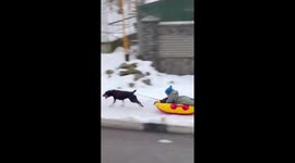 A cute dog is tied to the sled and pulling a young girl through the snow