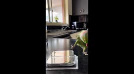 Watch this parrot entertain itself by playing peek-a-boo in a mirror