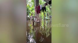 High-jumping pet cat leaps between chairs to keep herself dry during flood in Malaysia