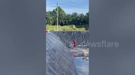 Locals save stray dog stranded by slippy banks of empty reservoir