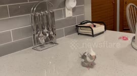 Chatty Cockatiel sings to the silverware happily chatting away