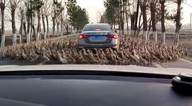 Hundreds of ducks stop traffic as they encircle car in bizarre video