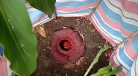 Rare foul-smelling plant, dubbed the corpse flower, found in Indonesia
