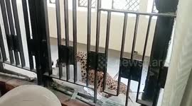 Wild leopard attacks six people at court in India