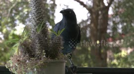 A cheeky male Australian Raven pops in for breakfast and a chat.