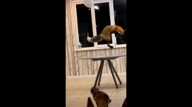 Playful rescue fox stares at its reflection and jumps to catch it