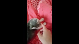 When I woke up in the morning, the kitten acted cute and played a prank on me.