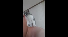 When I woke up in the morning, a kitten came up above my neck.