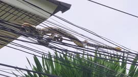 Sleepy wild python found napping on electricity cables outside family's home