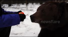 Oso comiendo una mandarina