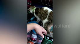 Pet cat climbs table to smell owner's sweet-flavoured electronic cigarette