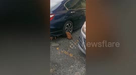 Chubby stray puppy with head stuck in car's wheel rescued in Malaysia