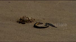 Rare moment crab preys on venomous snake several times its size