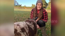 Sheep who thinks he's a dog has been trained to do a range of tricks and has even got his own fan club