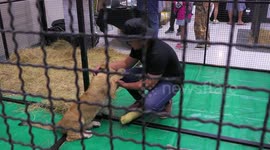 Pet Variety in Chiang Mai, Thailand has exotic animals including a lion