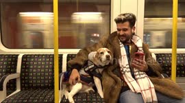 Benz the Lemon Beagle takes a seat on the train as it travels by tube in central London