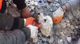 Adorable dog is pulled out from rubble in Turkey