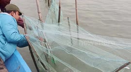 Rescue team free bird trapped in netting after it attempted to steal prawns