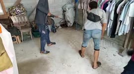 Massive king cobra caught in family's front room