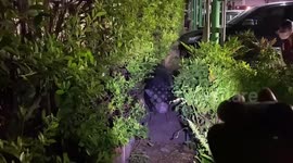Tough wild boar escapes capture after being shot five times with tranquilisers in Thailand