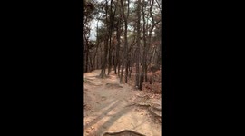 It's time to take a walk in the forest in the afternoon when there's no fine dust.