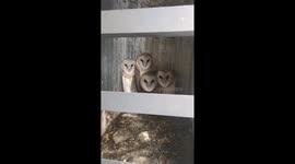 Workers rescue barn owl family while installing air-con unit on house in China