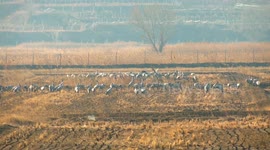 Migratory Birds in The Sanggan River in Zhangjiakou, China