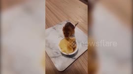Harvest mouse becomes unlikely star by enjoying mini versions of meals eaten by human owner