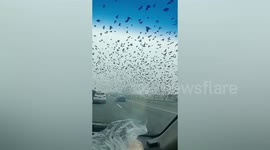 Flock of crows hover above Chinese highway