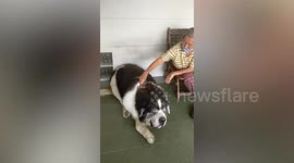 Loving grandmother combs pampered pet dog’s fur
