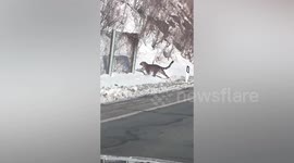 Chinese motorist encounters Earth's rarest species of leopard