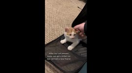 New Kitten meets Cat