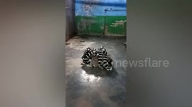 动物园回应游客质疑环尾狐猴太冷