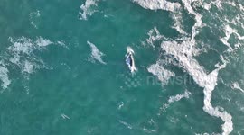 Stunning aerial footage shows whale playing with dolphins off the Isles of Scilly