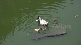 A cute family of ducklings attempts to go river rafting, however mum is too heavy and almost sinks the raft.