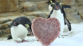 Penguins From The Oldest Zoo Receive A Special Heart-Shaped Treat For Valentine's Day In Vienna, Austria