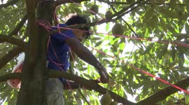 Tree-climbers earn handsome wage securing durians to branches as storms hit Thailand