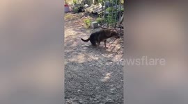 Funny pet dog with itchy backside drags limbs like he is disabled