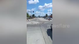 Confused driver finds rice pot and plates circling around road on windy day