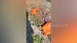 Kind rider pulls over to save puppies dumped at vacant lot
