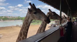 Giraffes reach onto viewing platform for their lunch in Thailand