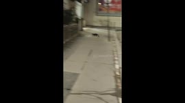 Rare sighting in Paris: Mongoose hides under car