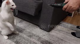 A cat in self-defense, cat makes a self-defense against the drill, hits the drill and knocks it to the floor.