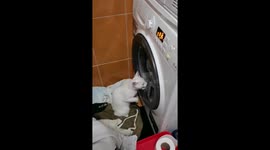A white cat reacting to the washing machine spinning.