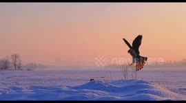Stunning footage of a falcon in the snow